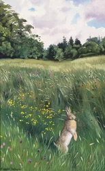 Hare i en eng