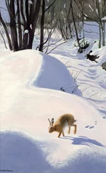 Hare i snøen