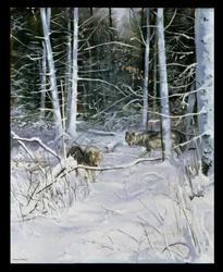 Ulver i en snødekt skog