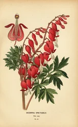 Asiatisk blødende hjerte, Lamprocapnos spectabilis.