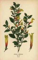 Brasiliansk fuchsia, Justicia floribunda (Libonia floribunda). Kromolitografi fra en illustrasjon av Desire Bois fra Edward Step