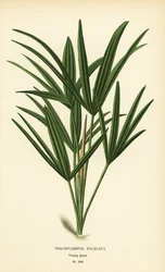 Bredbladet damepalme eller bambuspalme, Rhapis excelsa (Trachycarpus excelsus). Kromolitografi fra en illustrasjon av Desire Bois fra Edward Step
