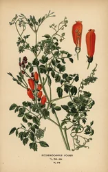 Chilensk herlighetsblomst, Eccremocarpus scaber.