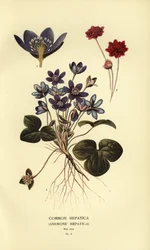 Vanlig hepatika, Anemone hepatica.