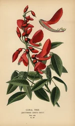 Koralltre, Erythrina crista-galli.