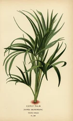 Krøllet håndflate, Howea belmoreana. Sårbar. Kromolitografi fra en illustrasjon av Desire Bois fra Edward Step