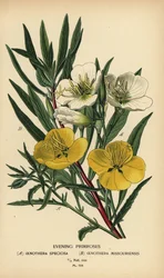 Kveldslyr.