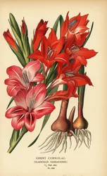 Gent cornflag, Gladiolus x gandavensis. Kromolitografi fra en illustrasjon av Desire Bois fra Edward Step