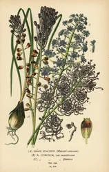 Druehyasint, Leopoldia comosa (Muscari comosum, var. monstrosum, var. plumosa). Kromolitografi fra en illustrasjon av Desire Bois fra Edward Step