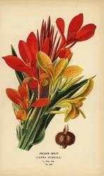 Indisk skudd, Canna indica hybrider. Kromolitografi fra en illustrasjon av Desire Bois fra Edward Step