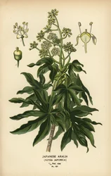 Japansk aralia eller glanset papirplante, Fatsia japonica.