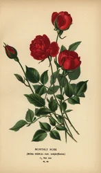 Månedsrose, Rosa chinensis var. semperflorens.