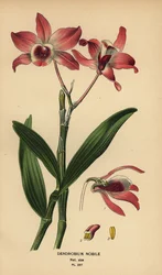 Edel dendrobium orkidé, Dendrobium nobile. Kromolitografi fra en illustrasjon av Desire Bois fra Edward Step