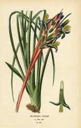 Queen