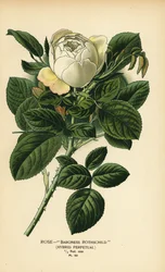 Rose Baroness Rothschild, hybrid evigvarende.
