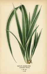 Tahitisk skruefuru, Pandanus tectorius (Veitchs skruefuru, Pandanus veitchii). Kromolitografi fra en illustrasjon av Desire Bois fra Edward Step