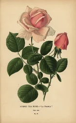 Te rose hybrid, La France, Rosa × odorata.