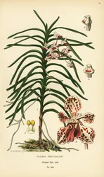 Vanda tricolor orkidé. Kromolitografi fra en illustrasjon av B. Herincq fra Edward Step’s Favorite Flowers of Garden and Greenhouse, Frederick Warne, London