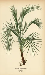 Weddells palme, Lytocaryum weddellianum, ung plante (Cocos weddeliana). Kromolitografi fra en illustrasjon av Desire Bois fra Edward Step