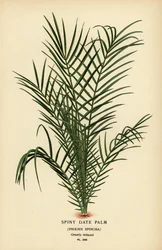 Vill daddelpalme eller Senegal daddelpalme, Phoenix reclinata (Spiny daddelpalme, Phoenix spinosa). Kromolitografi fra en illustrasjon av Desire Bois fra Edward Step