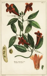 Hvitløksranke, Bignonia equinoctialis, Linn