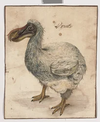 En Dodo (spor av svart kritt, w/c og gummi arabicum med brune vask-innrammingslinjer)