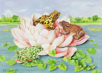 Water Lily, 1998 (akryl på papir)