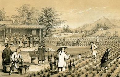 Kultur og tilberedning av te, Kina, 1847.
