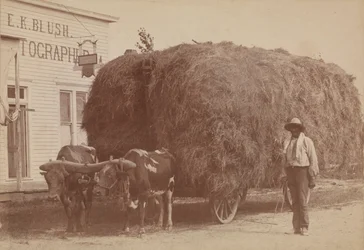 Albumtrykk av en mann med full høyvogn, 1894-1904.
