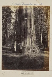 Mammoth Tree Grove, Calaveras County, California. Abraham Lincoln. 320 fot høy, 54 fot i omkrets.
