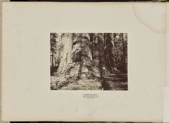 Mammoth Tree Grove, Calaveras County, California. Salem-heksegruppen. Gjennomsnittlig 90 meter høy, 18 meter i omkrets.