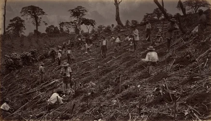 Setter ut en kaffeplantasje i Antigua de Guatemala, 1875, publisert 1877.