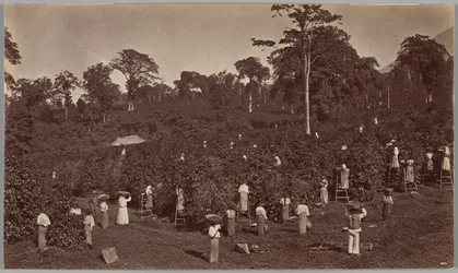 Kaffehøsting, Las Nubes, Guatemala