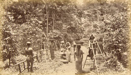 Kaffehøsting ved San Isidro – 300 meter over havet, Guatemala