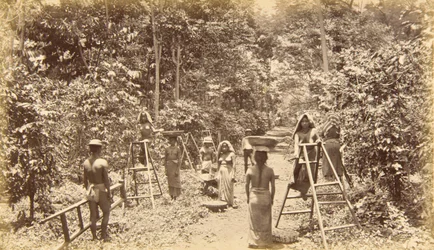 Kaffehøsting i San Isidro - høyde 1000 fot, Guatemala