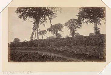 Kaffeplantasje i Las Nubes, Guatemala