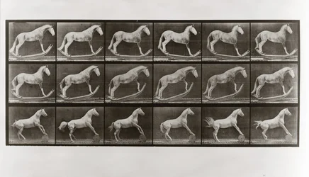 Horse on Rockers and Horse Rolling a Barrel, plate 649 fra Animal Locomotion, 1887