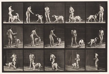 Tallerken 514. Mate en hund