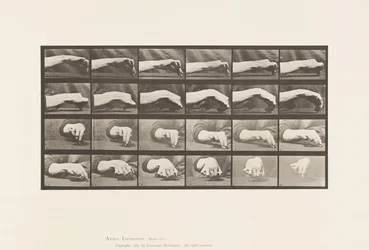 Plate 532. Bevegelse av hånden; Tegne en sirkel, 1885