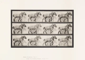 Plate 565.Hauling;Mørkegrå belgisk hest Dusel