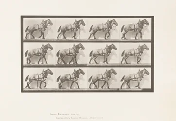 Plate 567.Hauling;Dark-Gray Belgian Horse Billy, 1885