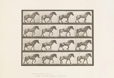 Plate 569.Hauling;Mørkegrå belgisk hest Hansel, 1885