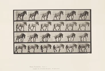 Plate 570.Hauling;Mørkegrå belgisk hest Hansel, 1885
