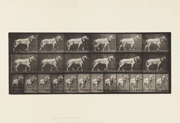 Plate 571.Hauling;Lysgrå Mare Johnson, 1885