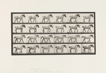 Plate 574.Gå; Gratis; Mørk-grå belgisk hest Hansel, 1885