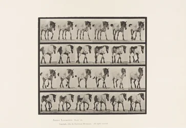 Plate 575.Gå; Gratis; Mørk-grå belgisk hest Hansel, 1885