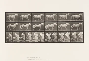 Plate 576. Gående; Gratis; Lysgrå hesteørn