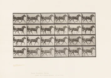 Plate 607. Trav; Sulky; Bay Mare, Lizzie M.