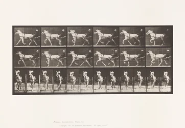 Plate 610. Trav; Sulky; Grey Mare, Katydid