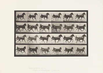 Plate 613. Trav; Sulky; Sorrel Mare Nellie Rose